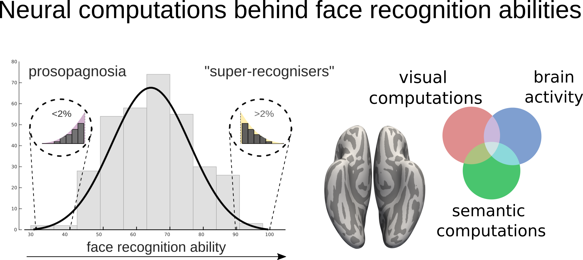 Visual-Semantic Brain Abilities
